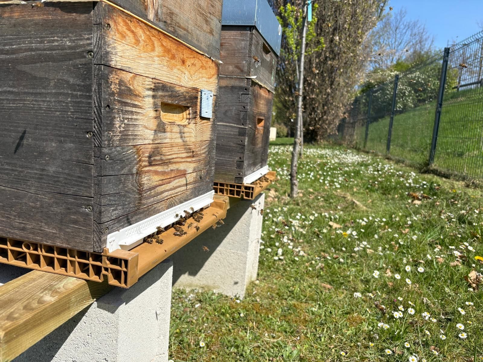 Les deux ruches du Campus Esgm & Proformat - Pigier Mulhouse